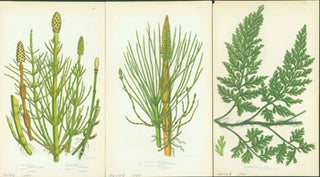 Item #15-8258 Corn Horsetail, Great Water-Horsetail, & European Bristle Fern. Loose Prints from...