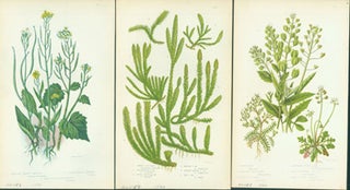 Item #15-8259 Worm-Seed Treacle Mustard, Common Club Moss, & Penny Cress. Loose Prints from...