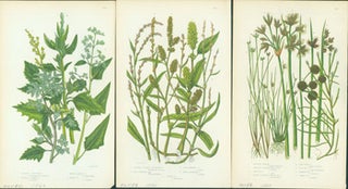 Item #15-8260 Upright Goosefoot, Slender Headed Persecaria, & Floating Isolepis. Loose Prints...