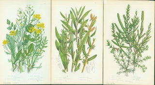 Item #15-8261 Common Water Cress, Purple Willow, & Jointed Glasswort. Loose Prints from Flowering...