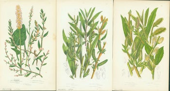 Pratt, Anne - Common Knot Grass, Purple Willow, & Silky Leaved Osier. Loose Prints from Flowering Plants of Great Britain