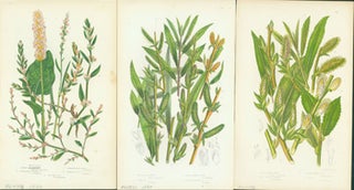 Item #15-8262 Common Knot Grass, Purple Willow, & Silky Leaved Osier. Loose Prints from Flowering...