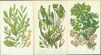 Pratt, Anne - Little Tree Willow, Long Leaved Pond Weed, & Purple Spurge. Loose Prints from Flowering Plants of Great Britain