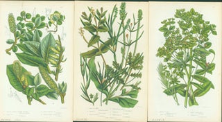 Item #15-8264 Smooth Leaved Alpine Willow, Small Pondweed, & Marsh Spurge. Loose Prints from...