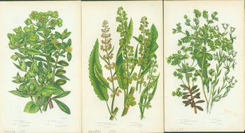 Pratt, Anne - Caper Spurge, Great Water Dock, & Sea Spurge. Loose Prints from Flowering Plants of Great Britain