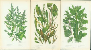 Item #15-8266 Fig Leaved Goosefoot, Long Leaved Pond Weed, & Common Hornwort. Loose Prints from...
