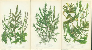 Item #15-8267 Spreading Halberd Leaved Orache, Jointed Glasswort, & Small Pond Weed. Loose Prints...