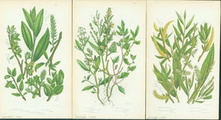 Item #15-8268 Tea Leaved Willow, Shrubby Orache, & Common White Willow. Loose Prints from...