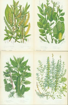 Item #15-8269 Round-Eared Sallow, Blunt-Stipuled Triandrous Willow, Mares Tail, & Common...
