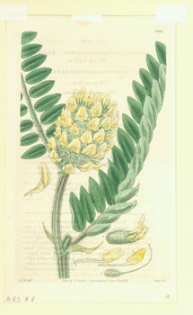 Item #15-8294 Astragalus Alopecuroides. Fox-Tail Milk-Vetch. Engraving # 3193 from Curtis's Botanical Magazine. William Jackson Hooker, Swan, Curtis's Botanical Magazine, engr.