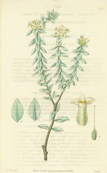 Item #15-8295 Pimelea Arenaria. Sand Pimelea. Engraving # 3270 from Curtis's Botanical Magazine....