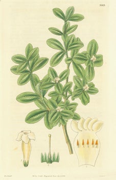 Item #15-8296 Alyxia Daphnoides. Daphne-like Alyxia. Engraving # 3313 from Curtis's Botanical...