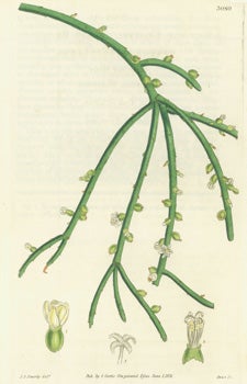 Item #15-8297 Rhipsalis Cassytha. Naked Rhipsalis. Engraving # 3080 from Curtis's Botanical...