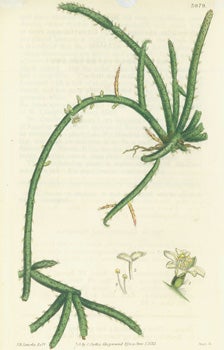 Item #15-8299 Rhipsalis Fasciculata. Cluster-Branched Rhipsalis. Engraving # 3079 from Curtis's...