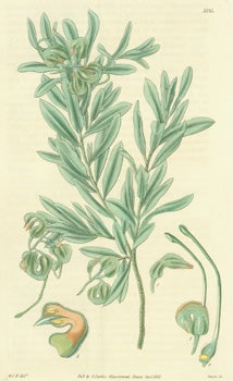 Item #15-8300 Grevillea Canescens. Hoary Grevillea. Engraving # 3185 from Curtis's Botanical...