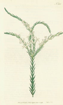 Item #15-8302 Struthiola Erecta. Smooth Struthiola. Engraving # 222 from Curtis's Botanical Magazine. William Curtis, F. Sansom, engrav.