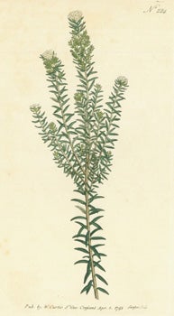 Item #15-8303 Phylica Ericoides. Heath-Leav'd Phylica. Engraving # 224 from Curtis's Botanical Magazine. William Curtis, F. Sansom, engrav.