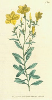 Item #15-8304 Linum Arboreum. Tree Flax. Engraving # 234 from Curtis's Botanical Magazine. William Curtis, F. Sansom, engrav.