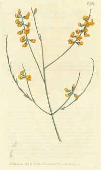 Item #15-8305 Sphaerolobium Vimineum. Twiggy Sphaerolobium. Engraving # 969 from Curtis's...