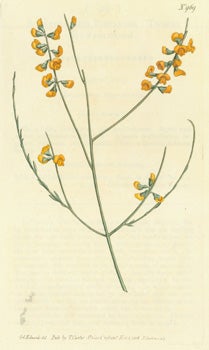 Item #15-8305 Sphaerolobium Vimineum. Twiggy Sphaerolobium. Engraving # 969 from Curtis's Botanical Magazine. Syd Edwards, F. Sansom, engrav.