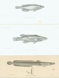 Item #15-8351 Plates LXXVI (Centrolabrus Exoletus), LXXIV (Centrolabrus Rupestris), LXXXVII (Lota...