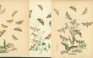Item #15-8360 Printed Color Plates of Moths