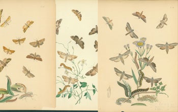 Item #15-8360 Printed Color Plates of Moths.