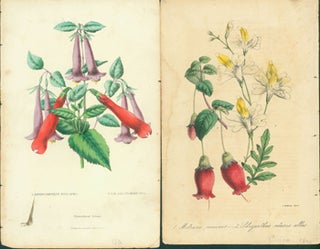 Item #15-8639 Floricultural Prints: Siphocampulus Nova Spec, Vasalla Floribunda; and Mitrara...