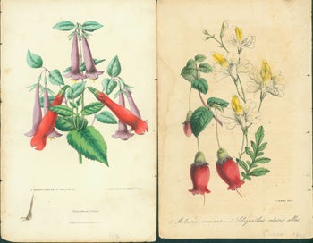 Item #15-8639 Floricultural Prints: Siphocampulus Nova Spec, Vasalla Floribunda; and Mitrara Cocineal. Floricultural Cabinet, Florist's Magazine, J. Andrews, ill.