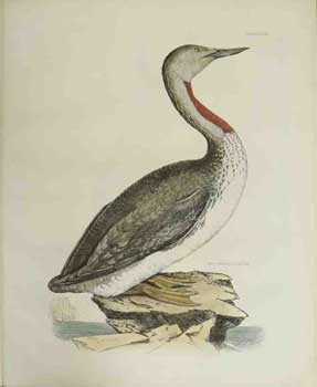 Item #16-2836 Red Throated Diver - Plate LXXVIII. Plates to Selby's Illustrations of British Ornithology & Water Birds. Prideaux John Selby, William Lizars, - author, 1788–1859 - engraver.