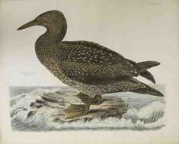 Selby, Prideaux John (1788-1867 - author) and William Lizars (1788-1859 - engraver) - Solan Gannet, Young of the Year - Plate LXXIVII. Plates to Selby's Illustrations of British Ornithology & Water Birds