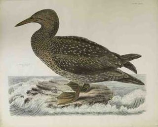 Item #16-2837 Solan Gannet, Young of the Year - Plate LXXIVII. Plates to Selby's Illustrations of...