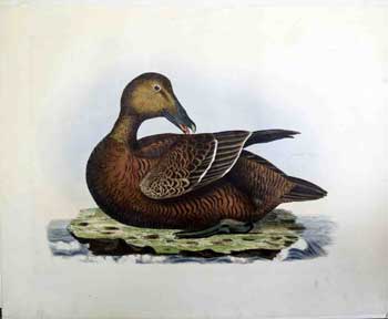 Item #16-2838 Eider, Female - Plate LXX. Plates to Selby's Illustrations of British Ornithology & Water Birds. Prideaux John Selby, William Lizars, - author, 1788–1859 - engraver.