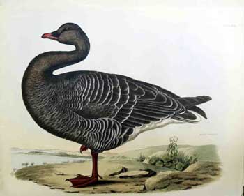 Item #16-2839 Bean Goose - Plate XLII.,Plates to Selby's Illustrations of British Ornithology & Water Birds. Prideaux John Selby, William Lizars, - author, 1788–1859 - engraver.