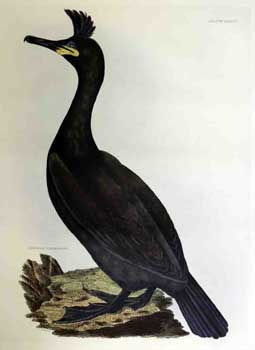 Item #16-2841 Crested Cormorant - Plate LXXXVI. Plates to Selby's Illustrations of British Ornithology & Water Birds. Prideaux John Selby, William Lizars, - author, 1788–1859 - engraver.
