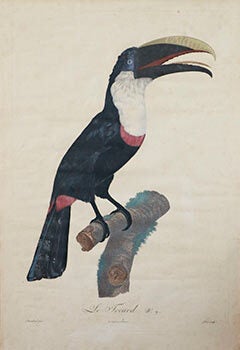 Item #16-2908 Le Tocard, No 9 from istoire Naturelle des Oiseaux de Paradis des Rolliers, suivie...