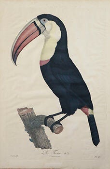 Item #16-2909 Le Tocan, No 3 from Histoire Naturelle des Oiseaux de Paradis des Rolliers, suivie...