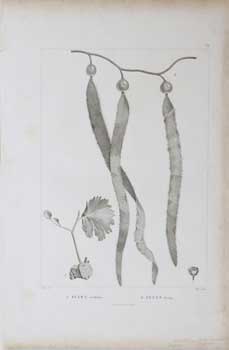 Turpin, Pierre Jean Franois (1775-1840) (del.) and Franois Nol Sellier ( sculp) - Fucus Vitifolius and Hirtus [Seaweed] for Alexander Von Humboldt's Latin American Voyage: Plantes quinoxiales