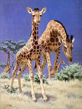 Item #16-3141 A Group of Giraffes. Edward Osmond