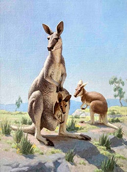 Item #16-3148 A Kangaroo Family. Edward Osmond
