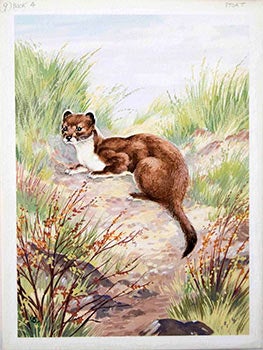 Item #16-3152 A Weasel. George Brook