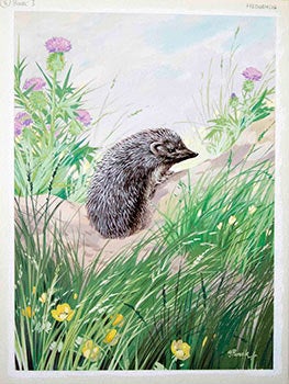 Item #16-3153 A Hedgehog. George Brook.