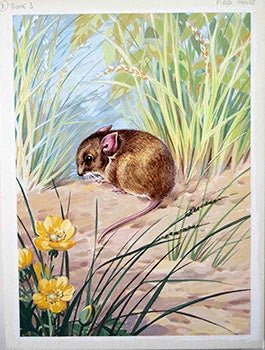Item #16-3154 A Field Mouse. George Brook