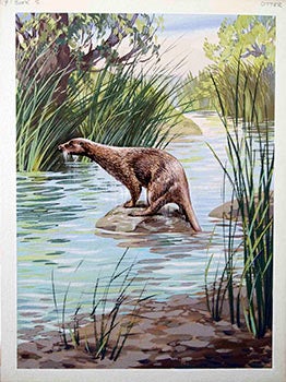 Item #16-3156 An Otter, George Brook