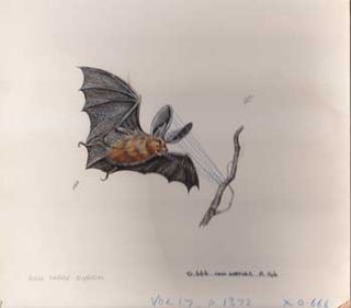 Item #16-3167 A Bat focusing on a branch. Denys Ovenden, F. Z. S., D W