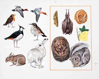 Item #16-3168 13 Studies of Birds and Mammals. Denys Ovenden, F. Z. S., D W