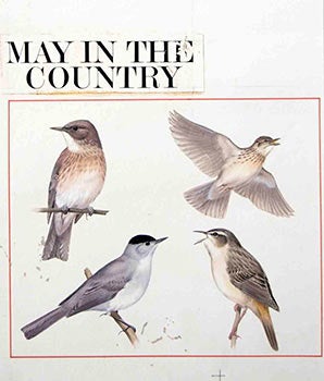 Item #16-3169 4 Studies of Birds: May in the Country. Denys Ovenden, F. Z. S., D W