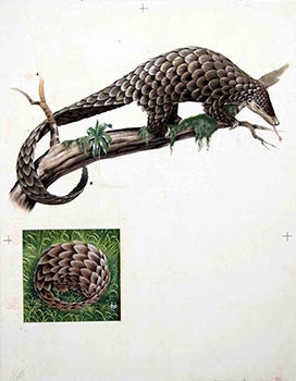Item #16-3176 Studies of an Armadillo. Denys Ovenden, F. Z. S., D W