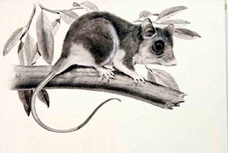 Item #16-3177 Study of a Rodent on a Branch. Denys Ovenden, F. Z. S., D W
