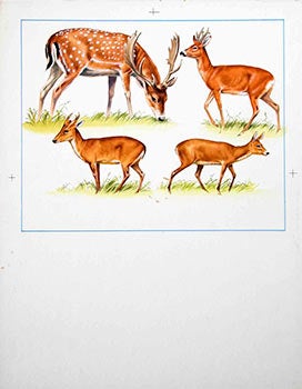 Ovenden, Denys (D.W.), F.Z.S. - Four Studies of Deer